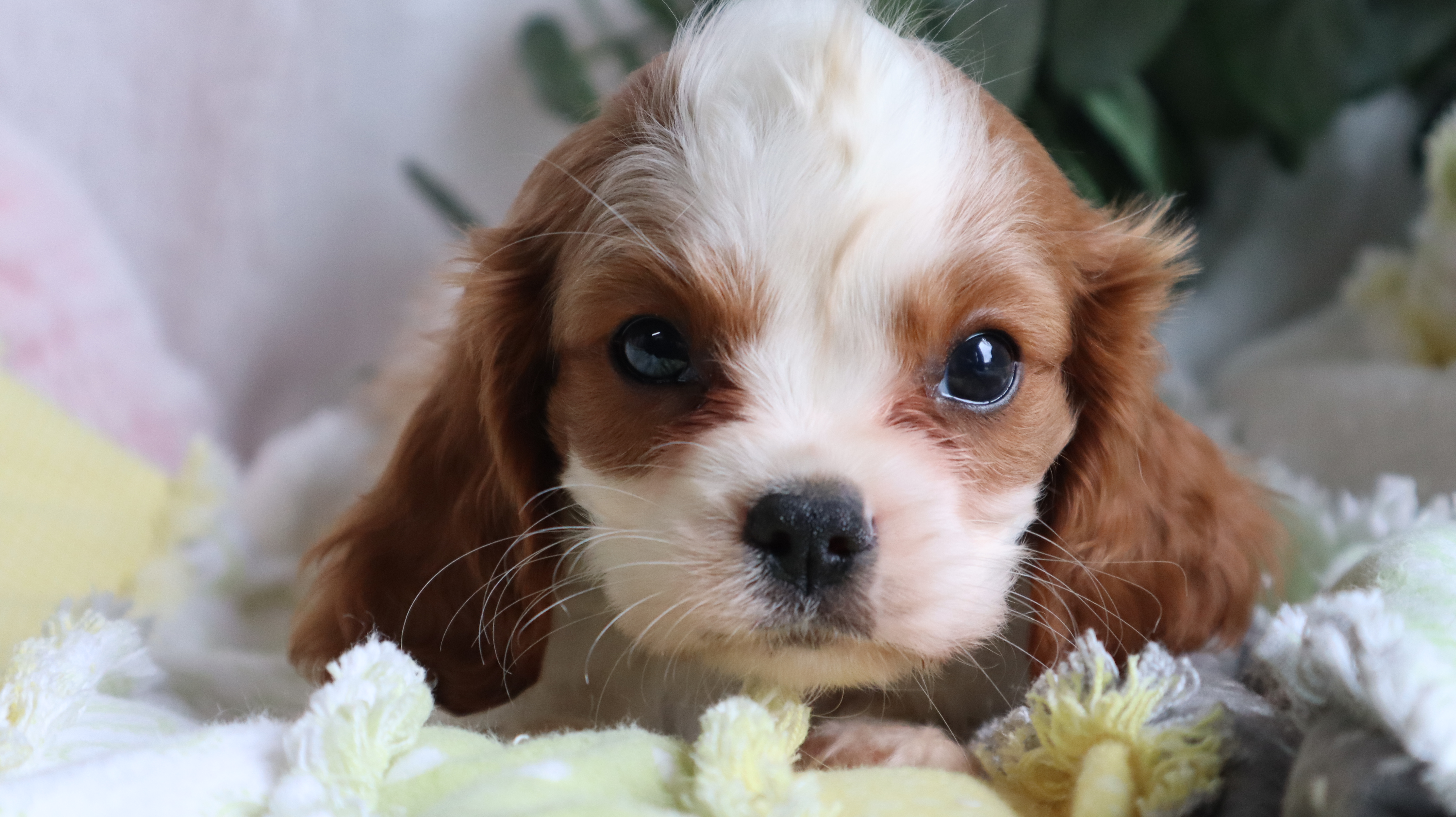 puppy, for, sale, Cavalier King Charles Spaniel, Ervin A. Yoder, dog, breeder, Millersburg, OH, dog-breeder, puppy-for-sale, forsale, nearby, find, puppyfind, locator, puppylocator, aca